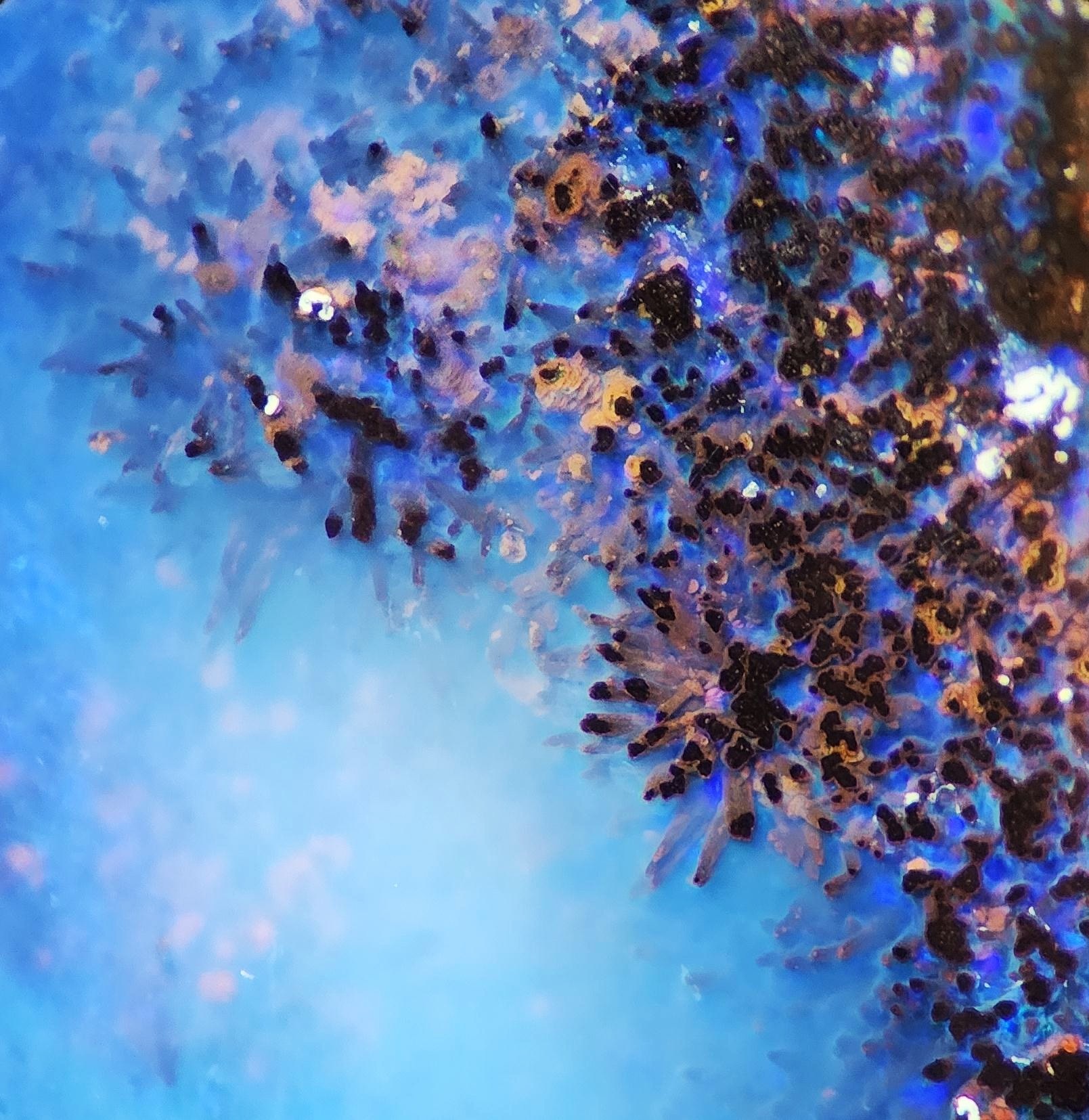 Gem-A 2025 年「年度攝影師大賽」寶石顯微攝影