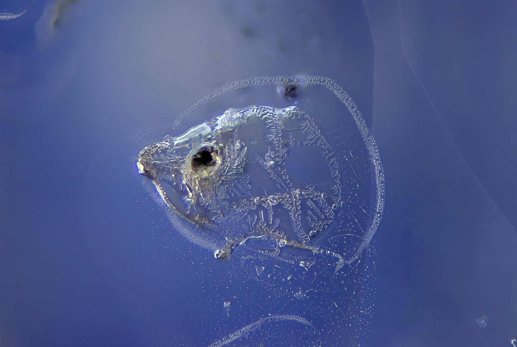 Gem-A 2025 年「年度攝影師大賽」寶石顯微攝影